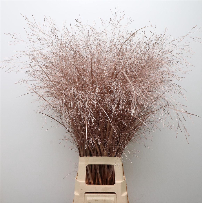 <h4>Siergras Klb Champagne</h4>