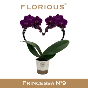No9 Phalanopsis 2 Tak Paars Heartshape