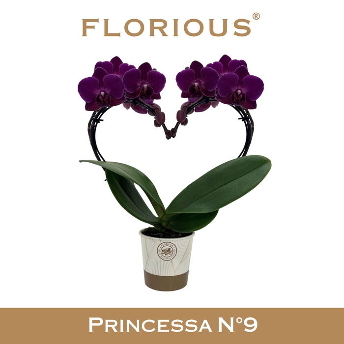 <h4>No9 Phalanopsis 2 Tak Paars Heartshape</h4>