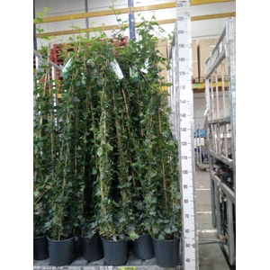 Hedera hibernica