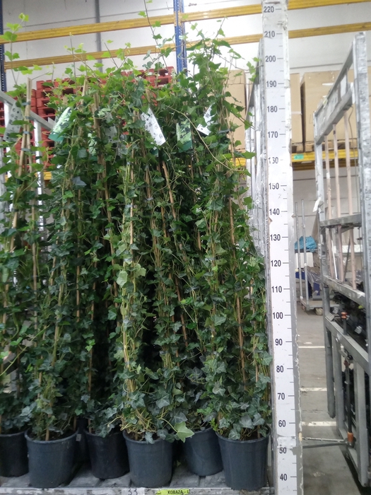 <h4>Hedera hibernica</h4>