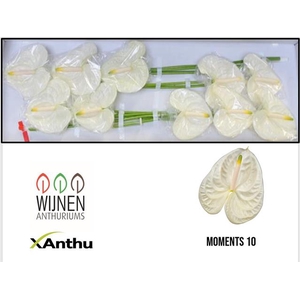 ANTH A MOMENTS