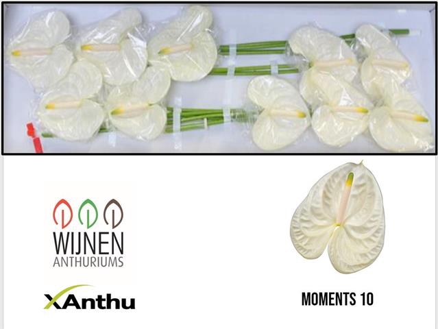 ANTH A MOMENTS