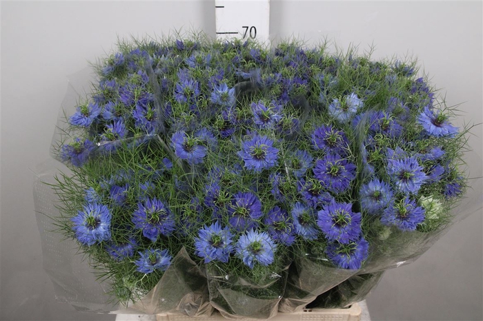 <h4>Nigella D Deep Sea Blue</h4>