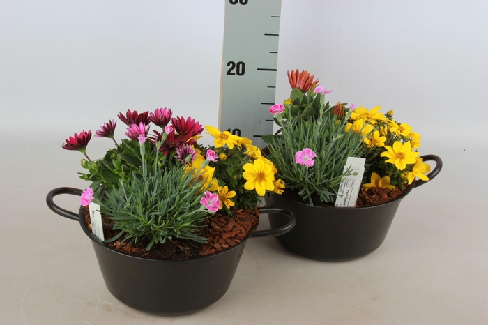 <h4>ARR TUINPLANTEN</h4>