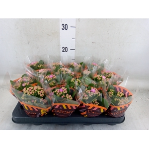 Kalanchoe blos. 'Calandiva Zeta'