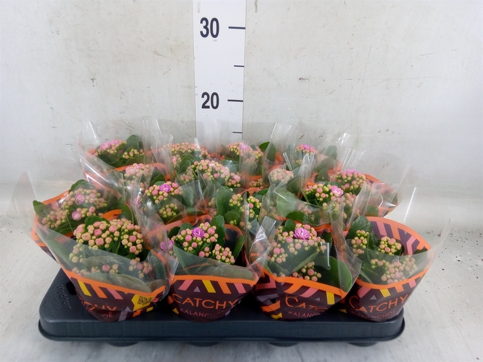<h4>Kalanchoe blos. 'Calandiva Zeta'</h4>