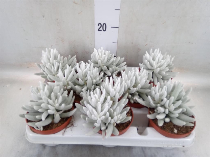 <h4>Senecio ...</h4>