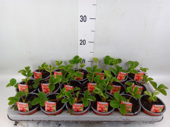 <h4>Fragaria   ...</h4>