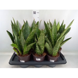 Sansevieria   ...