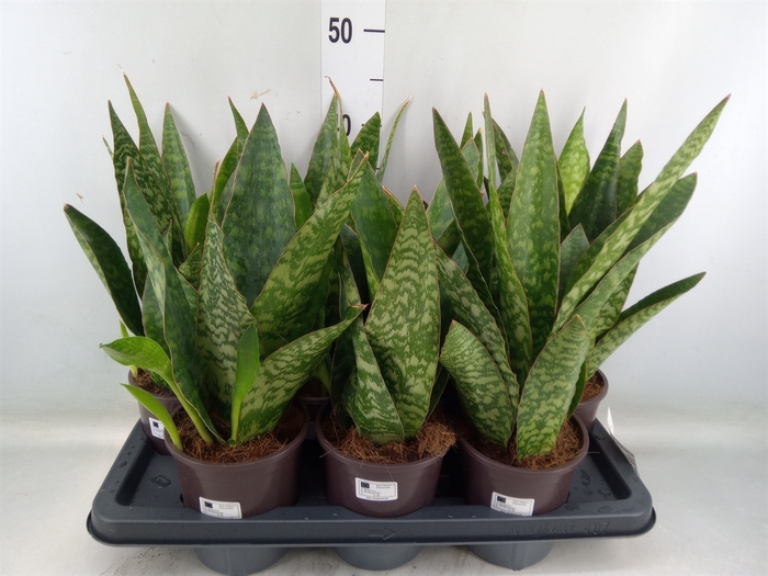 <h4>Sansevieria   ...</h4>