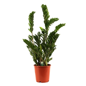 Zamioculcas 24 cm