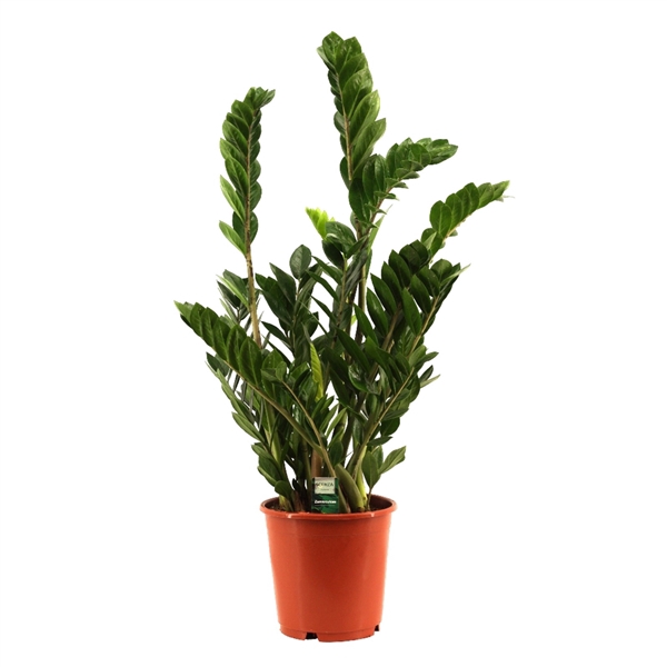 <h4>Zamioculcas 24 cm</h4>