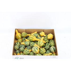 Sier Cuc P Pear Bicolor X50