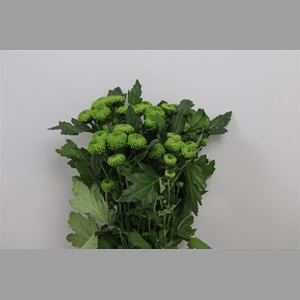 Chr T Deligreen