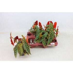 BEGONIA MACULATA P12