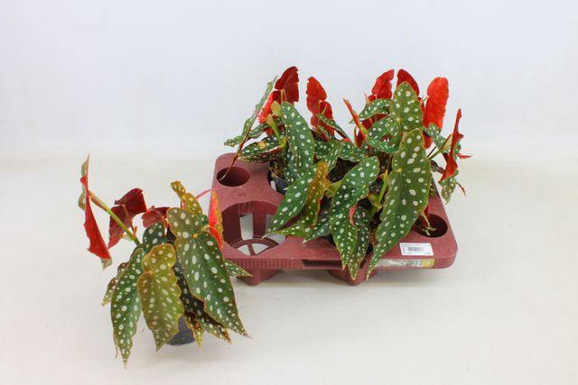 <h4>BEGONIA MACULATA P12</h4>