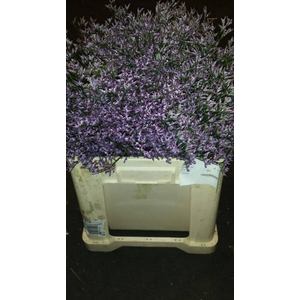 Lim Saf Lilac
