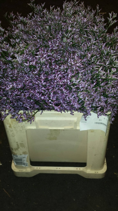 <h4>Lim Saf Lilac</h4>