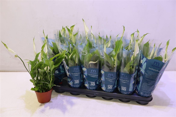<h4>Spath Chopin</h4>
