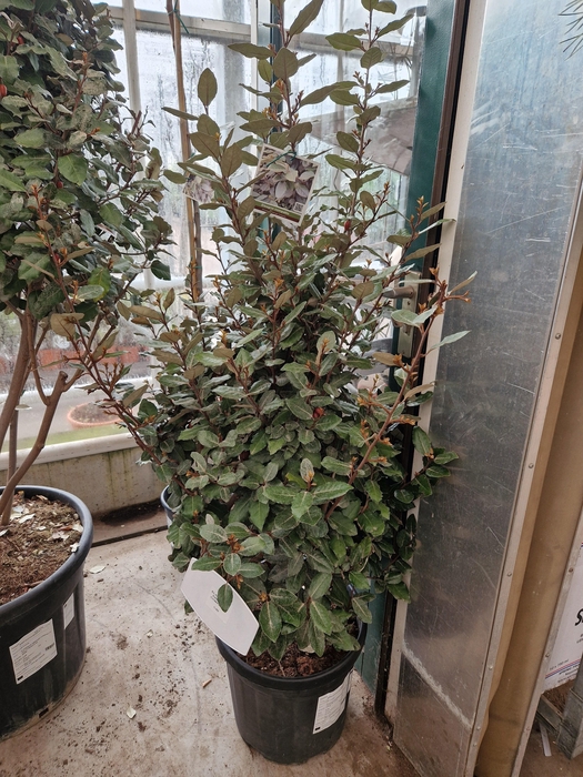 <h4>ELAE EBBINGEI</h4>