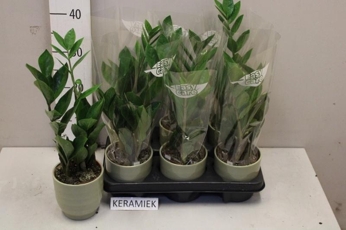 <h4>ZAMIO ZAMIIFOLIA</h4>