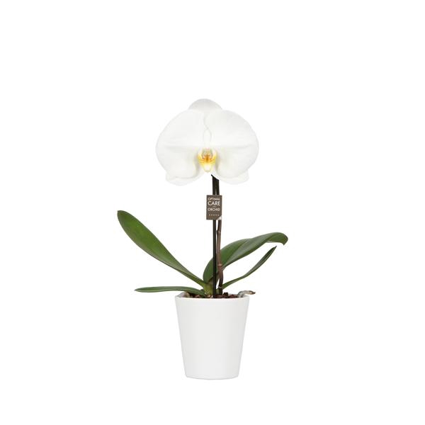 <h4>One P9 Tosha 1 spike in Donna White</h4>