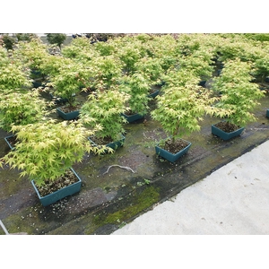 Acer palmatum katsura, pot 25cm.