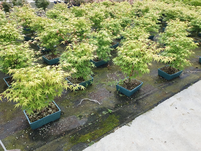 <h4>Acer palmatum katsura, pot 25cm.</h4>