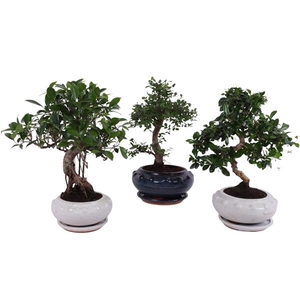 Bonsai Mixed in ø19cm Round Ceramic S-Shape with Saucer