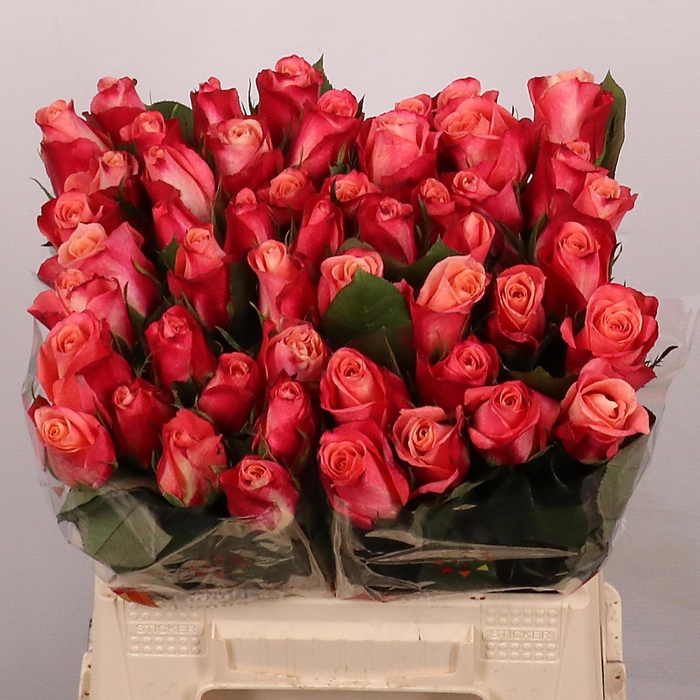 <h4>R GR HELENE</h4>