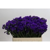 Limonium sinuatum Navy Sun Birds