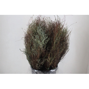 Thym Falso 250gr P Bunch