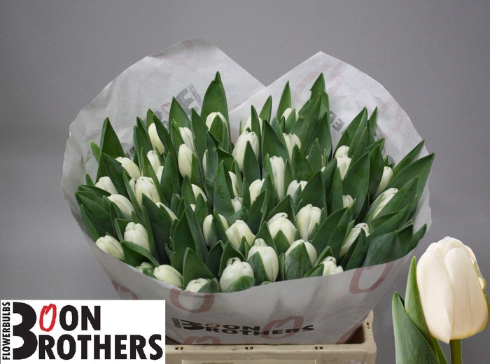 <h4>TU EN ANTARCTICA</h4>