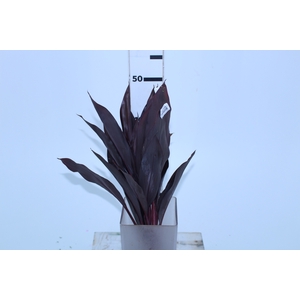 FOLHAGEM DRACENA RUBRA VINHO
