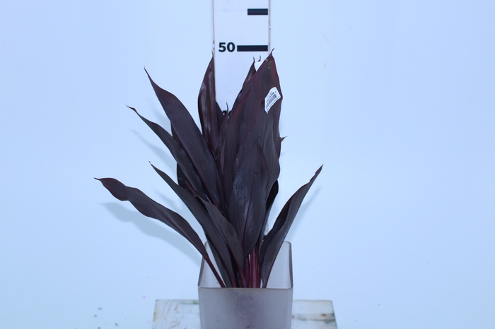 FOLHAGEM DRACENA RUBRA VINHO