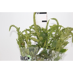 AMARANTHUS VERDE