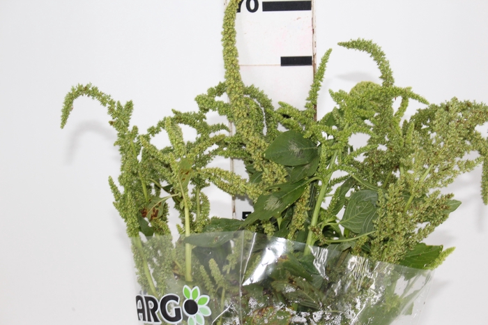 AMARANTHUS VERDE