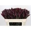 Leucadendron Saf Sunset Dark R.