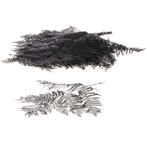 Bracken Fern Preserved 10pc Black