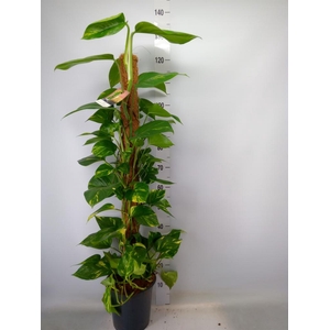 Epipremnum pinn.   ...moss stick