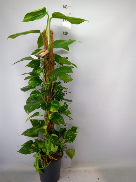 <h4>Epipremnum pinn.   ...moss stick</h4>