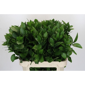 Ruscus Israel