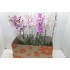 PHALAENOPSIS P15 2 HT