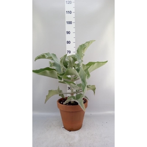 Kalanchoe NF beharensis