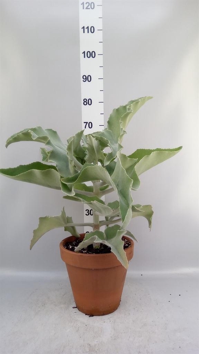 <h4>Kalanchoe NF beharensis</h4>