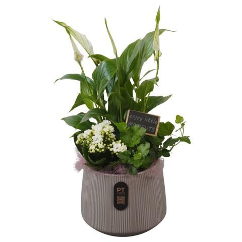 <h4>PTIB5174 Arrangement Indoor in keramiek pot</h4>