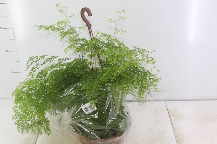 <h4>AVENCA VARIADA C21</h4>