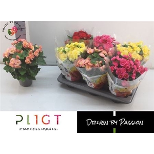 Begonia Elatior Grp dubbelbloemig gemengd