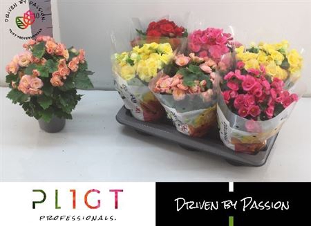 <h4>Begonia Elatior Grp dubbelbloemig gemengd</h4>